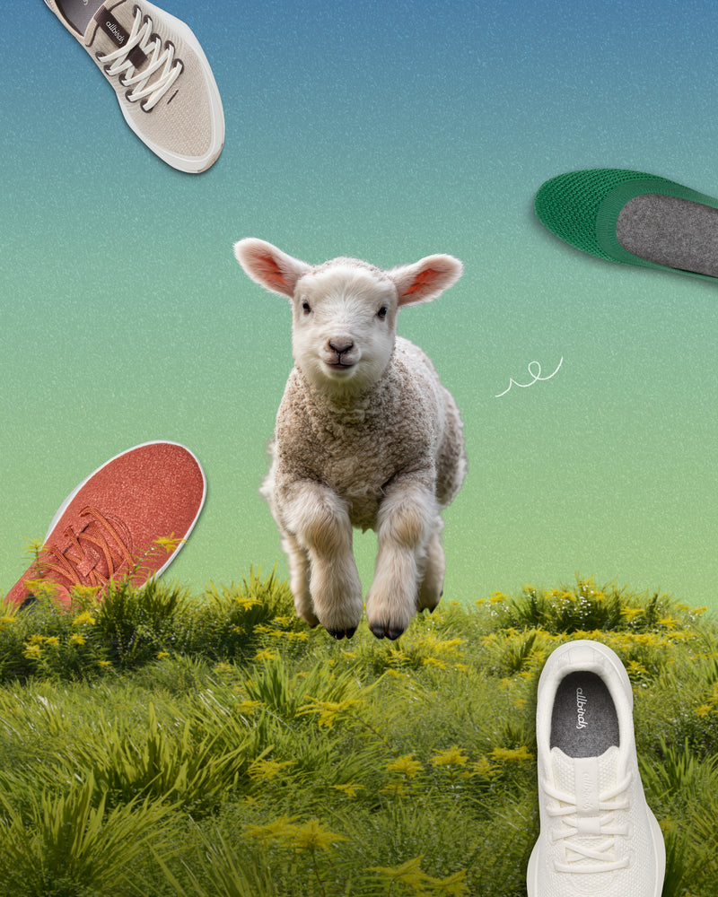 올버즈 스프링 세일